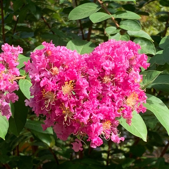 Meet your Posher, Shelley - Picture 1 of 1